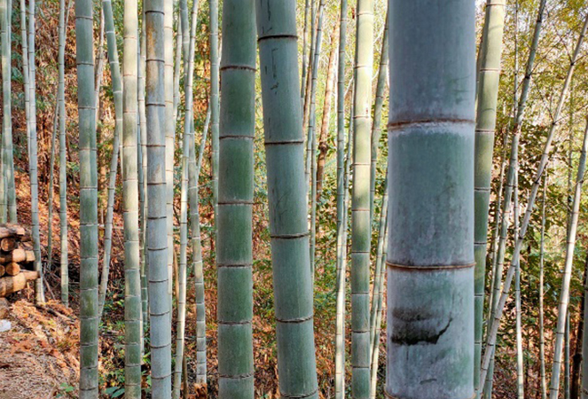 Ningguo Kuntai bambú y madera Co., Ltd.