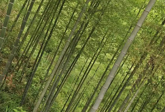 Ningguo Kuntai bambú y madera Co., Ltd.